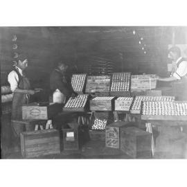 Egg Chamber of Government Export Department at Port Adelaide