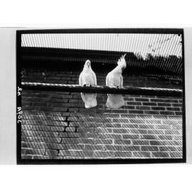Cockatoos at the Adelaide Zoo