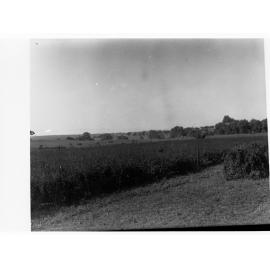 Turretfield, Government Stud Farm - Growing Lucerne
