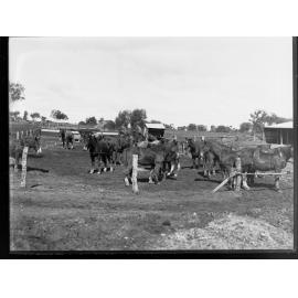 Mob of horses at Kapunda