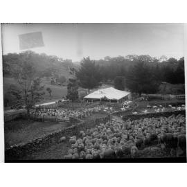 Sheep Station at Mount Beevor