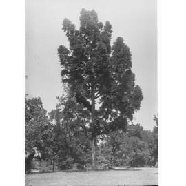 Livistona Australis, Botanic Gardens