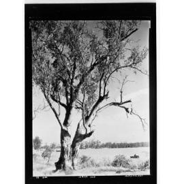 Cobdogla - River Murray