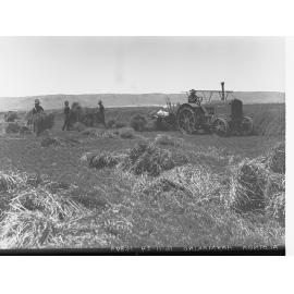 Hay Making at Aldinga