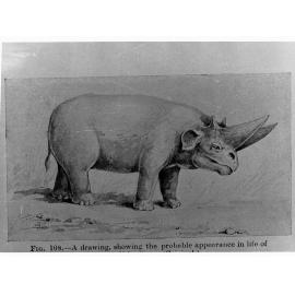 Drawing showing the probable appearance of an Arsinoitherium Mammoth