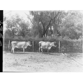 Two cows at Morphettville 