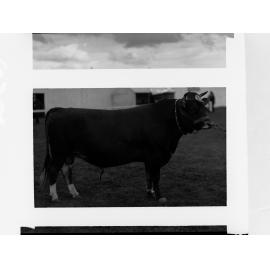 Grand Champion Bull Royal Adelaide Show