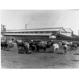 Cattle yarded at Government produce export depot, Port Adelaide