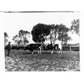 Islington Bulls on Farm