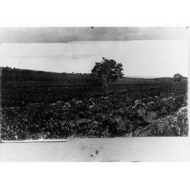 Lower View of Tintara Vineyards