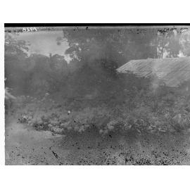 Rhododendrum at Mount Lofty