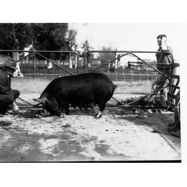 Black Pig  - Roseworthy College