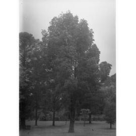 Botanic Gardens, Adelaide