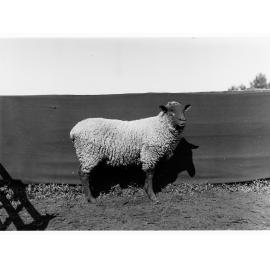 Sheep at Roseworthy