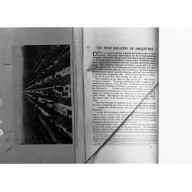 Grape Pickers in Argentina