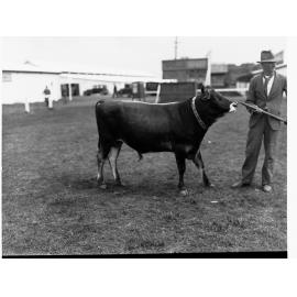 Man pulling a bull by a ring through its nose - Royal Adelaide Show