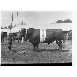 Cattle at Royal Adelaide Show - Man next to a bull