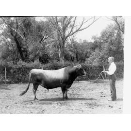 Man with bull at Morphettville 