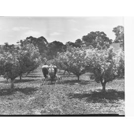 Tending the orchard at Minda Home's Craigburn Farm, 1945