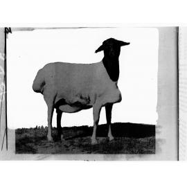 Picture of a Black Head Persian Ewe (Coetzee M L Esquire Craddock) - taken from a page in a book