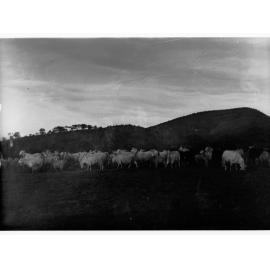 Angora Goats at Mount Searle