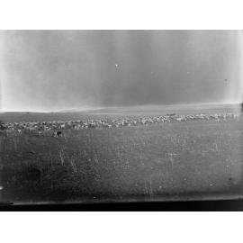 Sheep Station at Blinman, South Australia