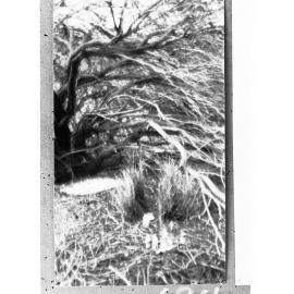 View of the bower of a bower bird