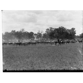 Stockmen Herding Cattle at Lake Bonney
