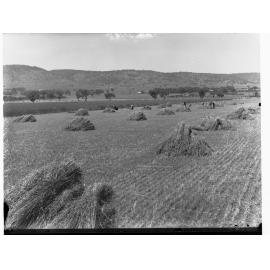 Hay Stacks in Paddock at Mitcham