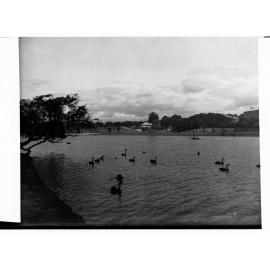 Swans on the River Torrens
