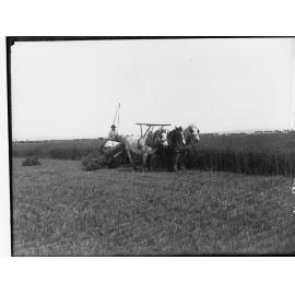 Man harvesting a crop of wheat at Roseworthy College