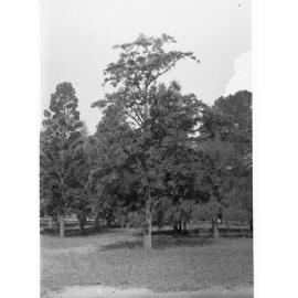 Banksia Integrifolia Specimen, Botanic Gardens