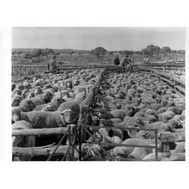 Sheep at Euro Station