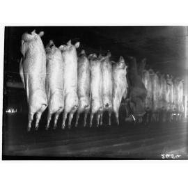 Inspecting pig carcasses at Port Adelaide, export depot