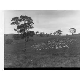 Sheep at  Nairne