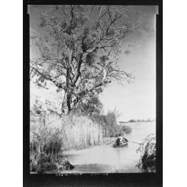 River Murray near Renmark