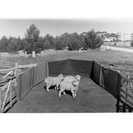 Sheep in a pen at Roseworthy