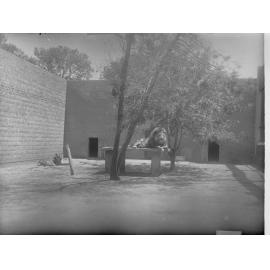 Big Cats at the Royal Adelaide Zoo