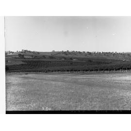 Orchards and Vineyards Near Clare