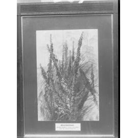 Native flora Epacrideae,  found Mount Lofty and Kangaroo Island, South Australia