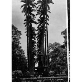 Botanical Gardens in Rio de Janeiro