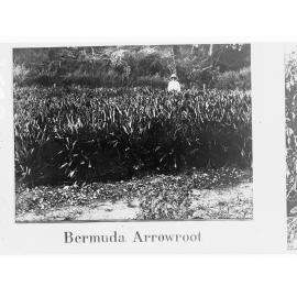 Bermuda Arrowroot,  Botanic Gardens, Port Darwin, Northern Territory
