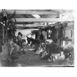 Men in Shearing Sheep at Hill River