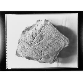 Fossil from Ediacara