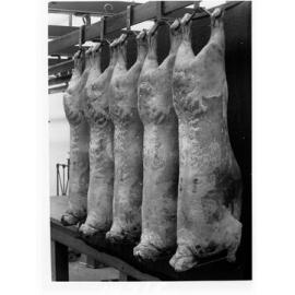 Carcases hanging in cool room - Roseworthy Agricultural College