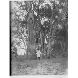 Man standing by the canoe tree at Waikerie on the River Murray