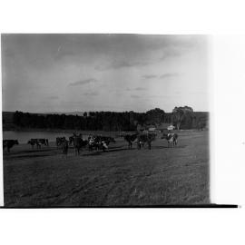 Cows at Hill River  Station