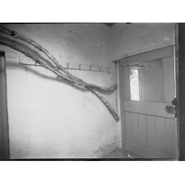 Vine on a house at Brighton