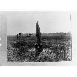 Large ant hill - Northern Territory