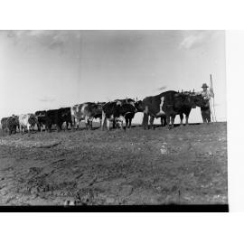 Torrens Flood Water Scheme Showing Harnessed Bullocks and Man Standing Nearby